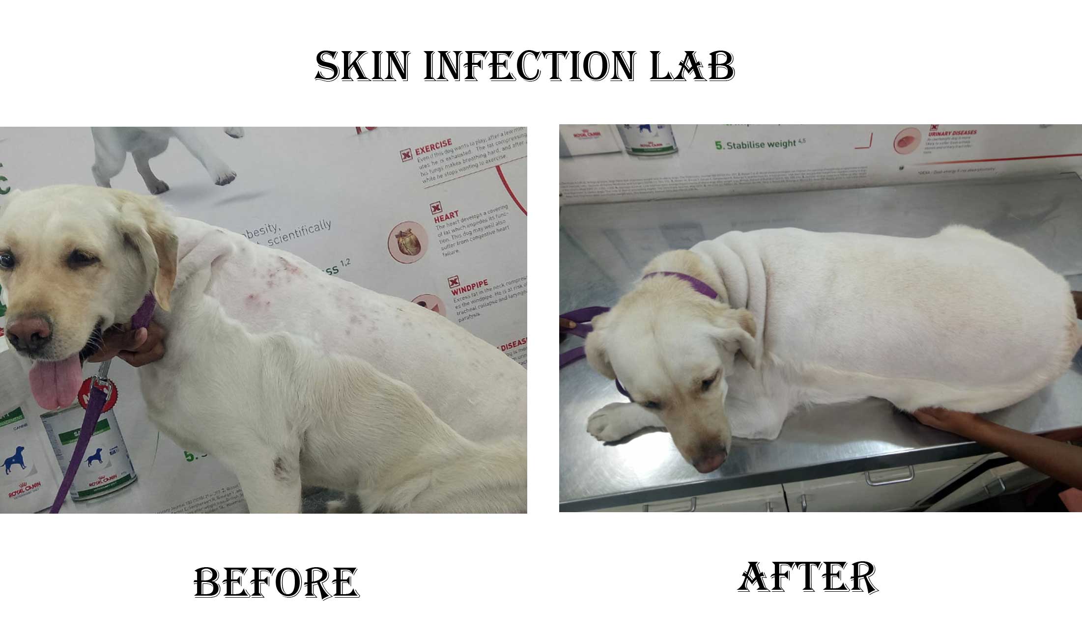 Dog Skin Infection Treatment
